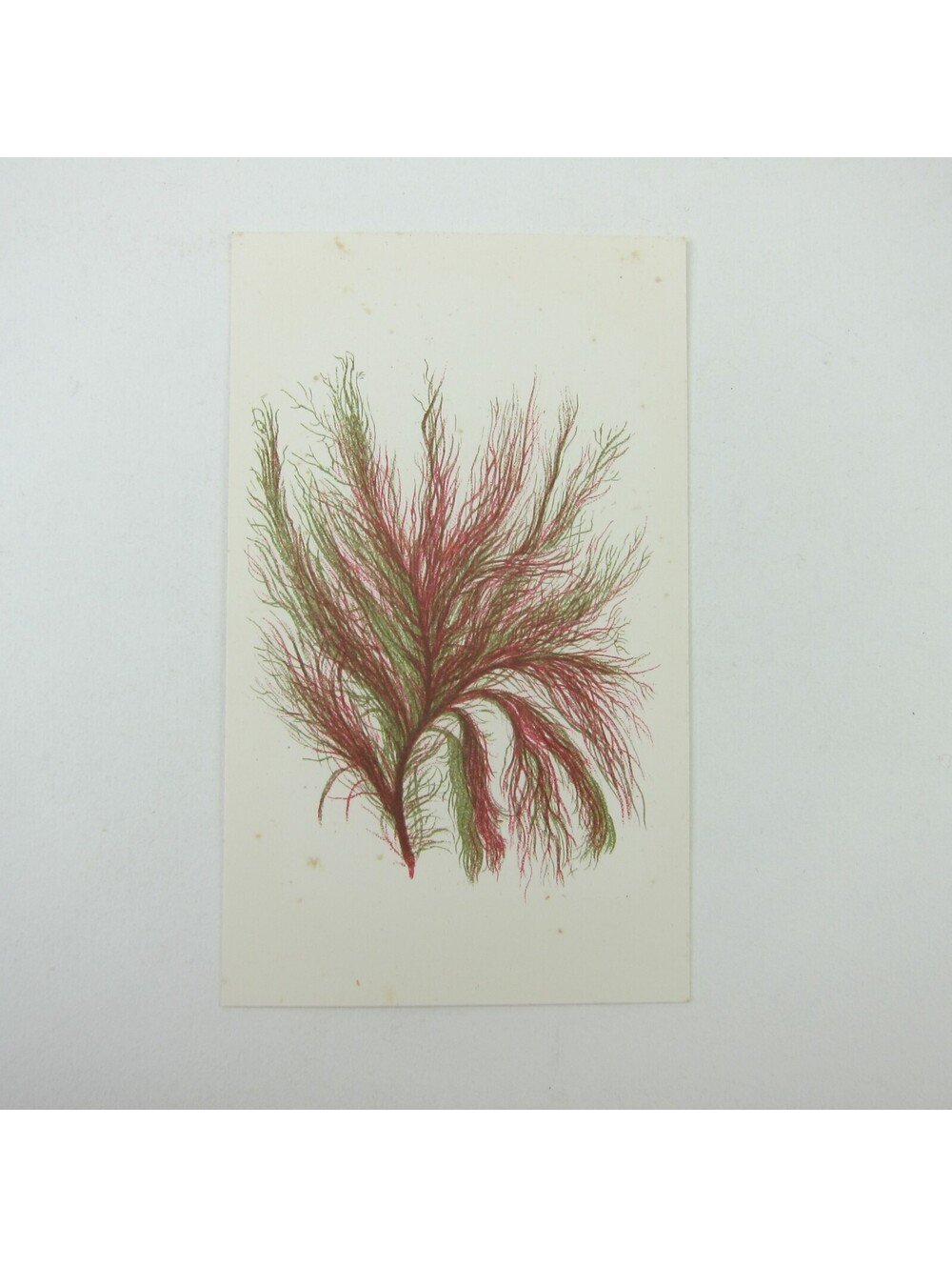 Antique Art Print Seaweed Marine Botanical Album Card Red & Green 3
